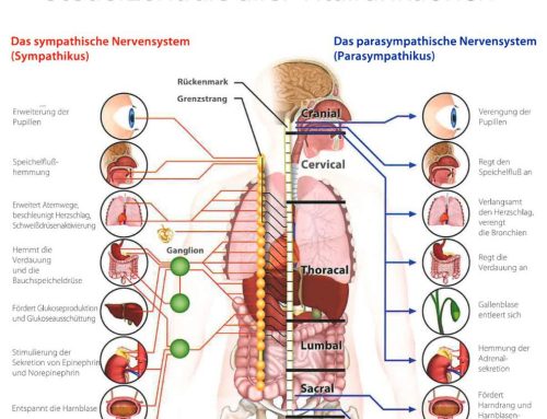 Das Nervensystem beruhigen – So findest du zu mehr Entspannung und besserem Schlaf